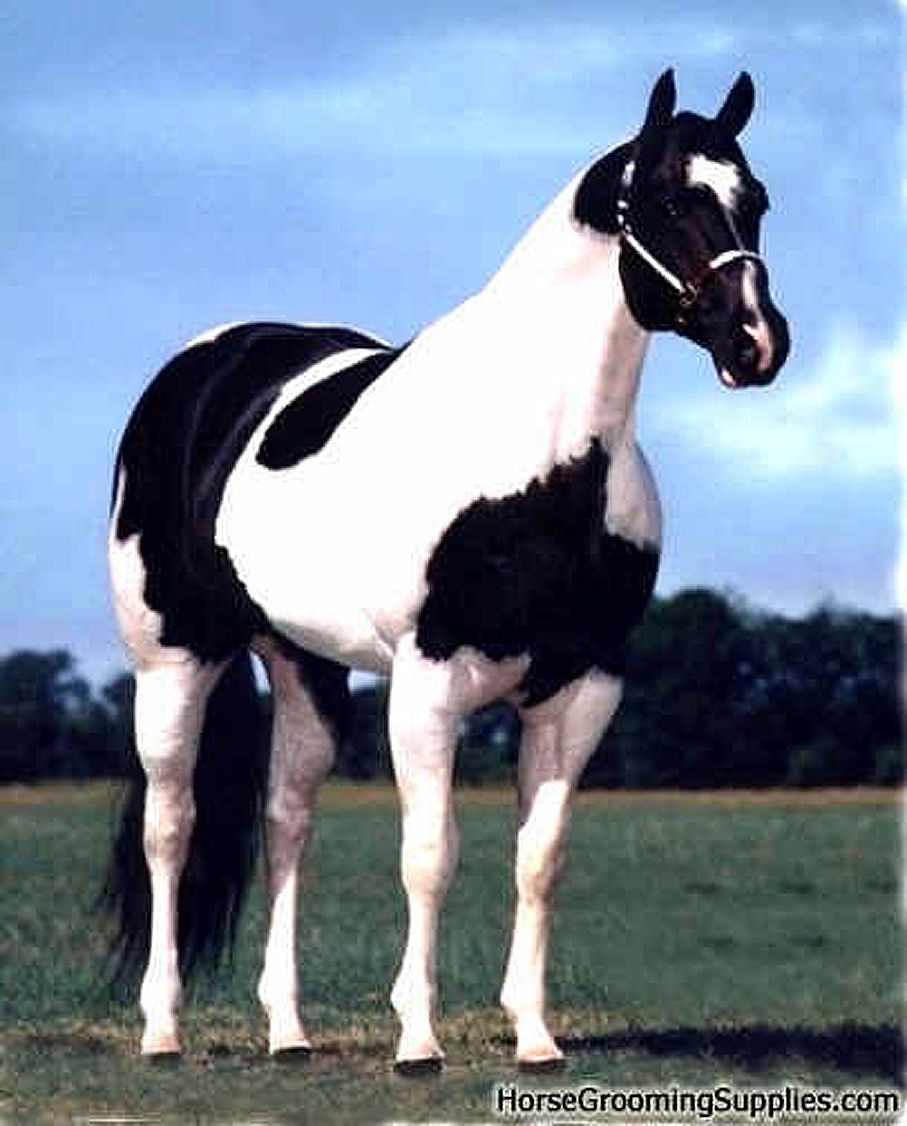 Mr Candy Man - American Paint Horse